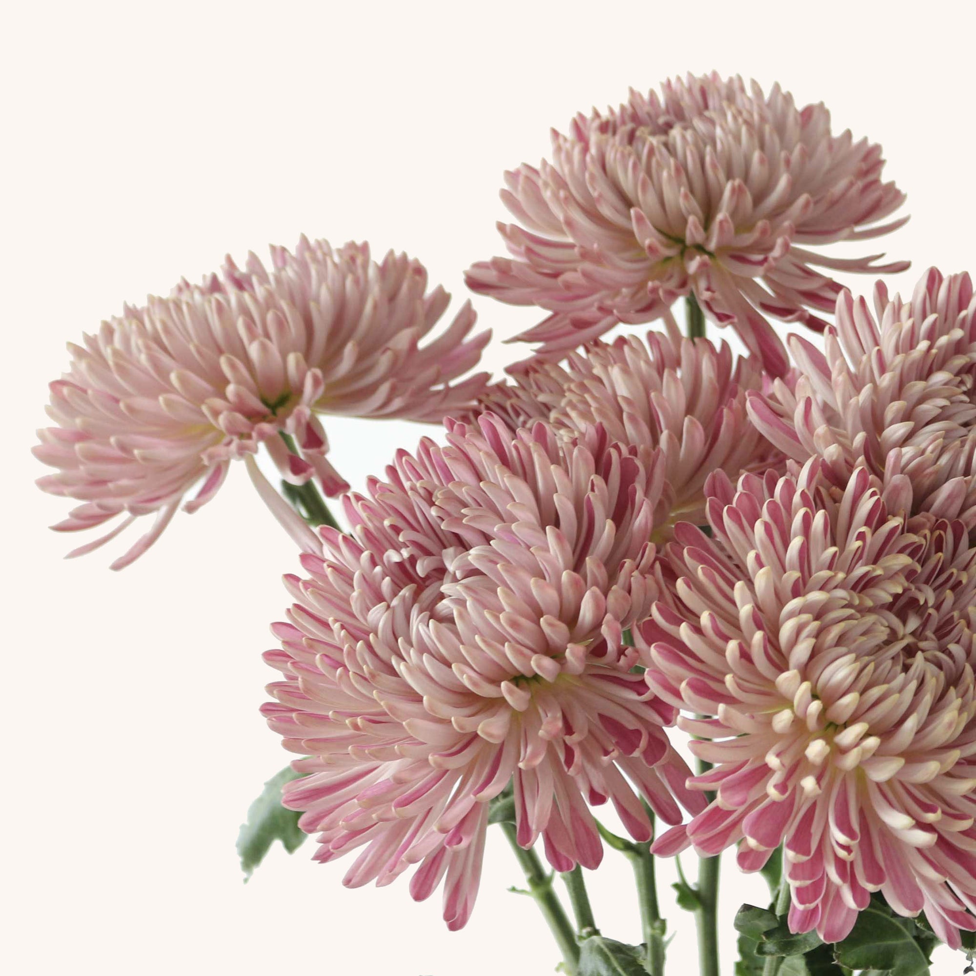 Chrysanthemum Bloom Couture