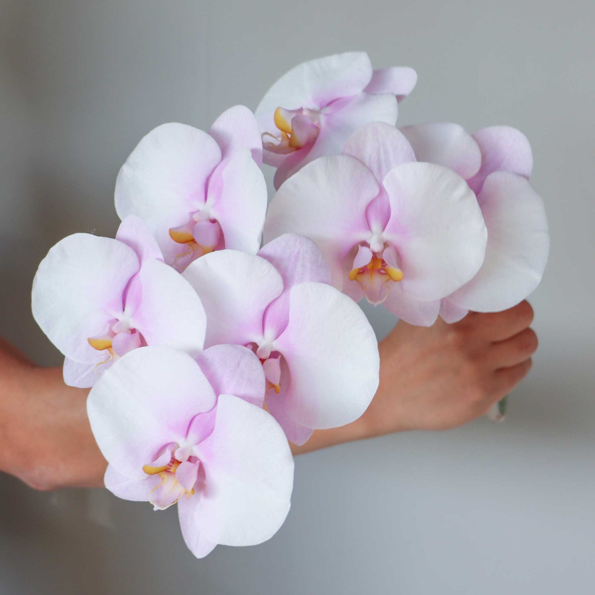 Phalaenopsis Cut Flower Chiffon Pink