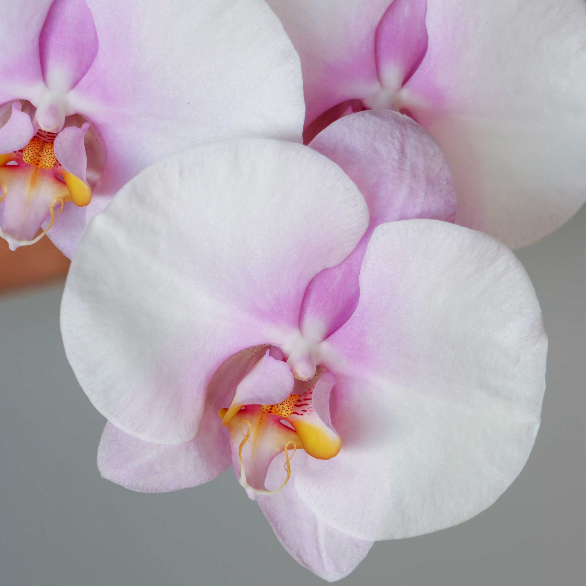 Phalaenopsis Cut Flower Chiffon Pink