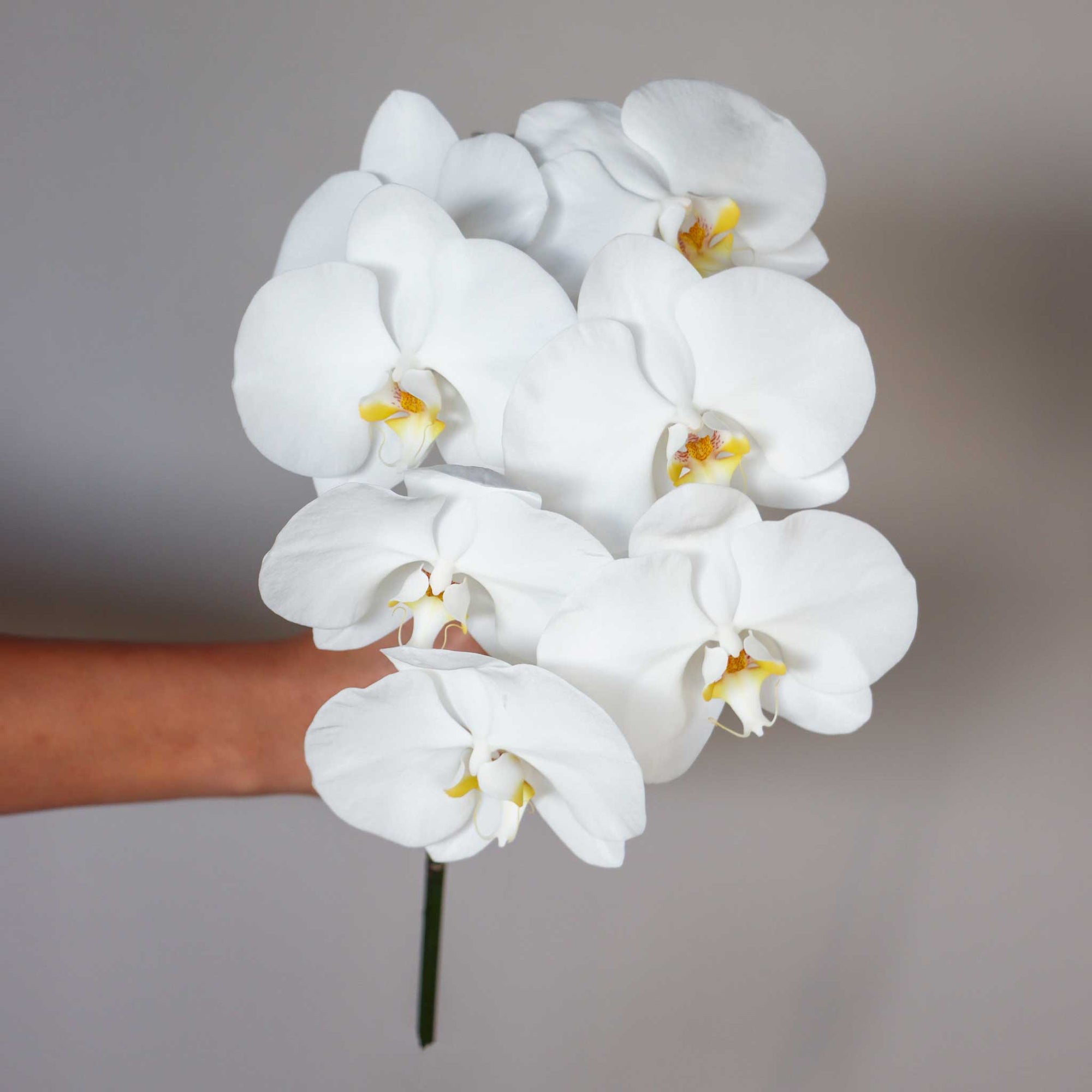 Phalaenopsis Cut Flower White