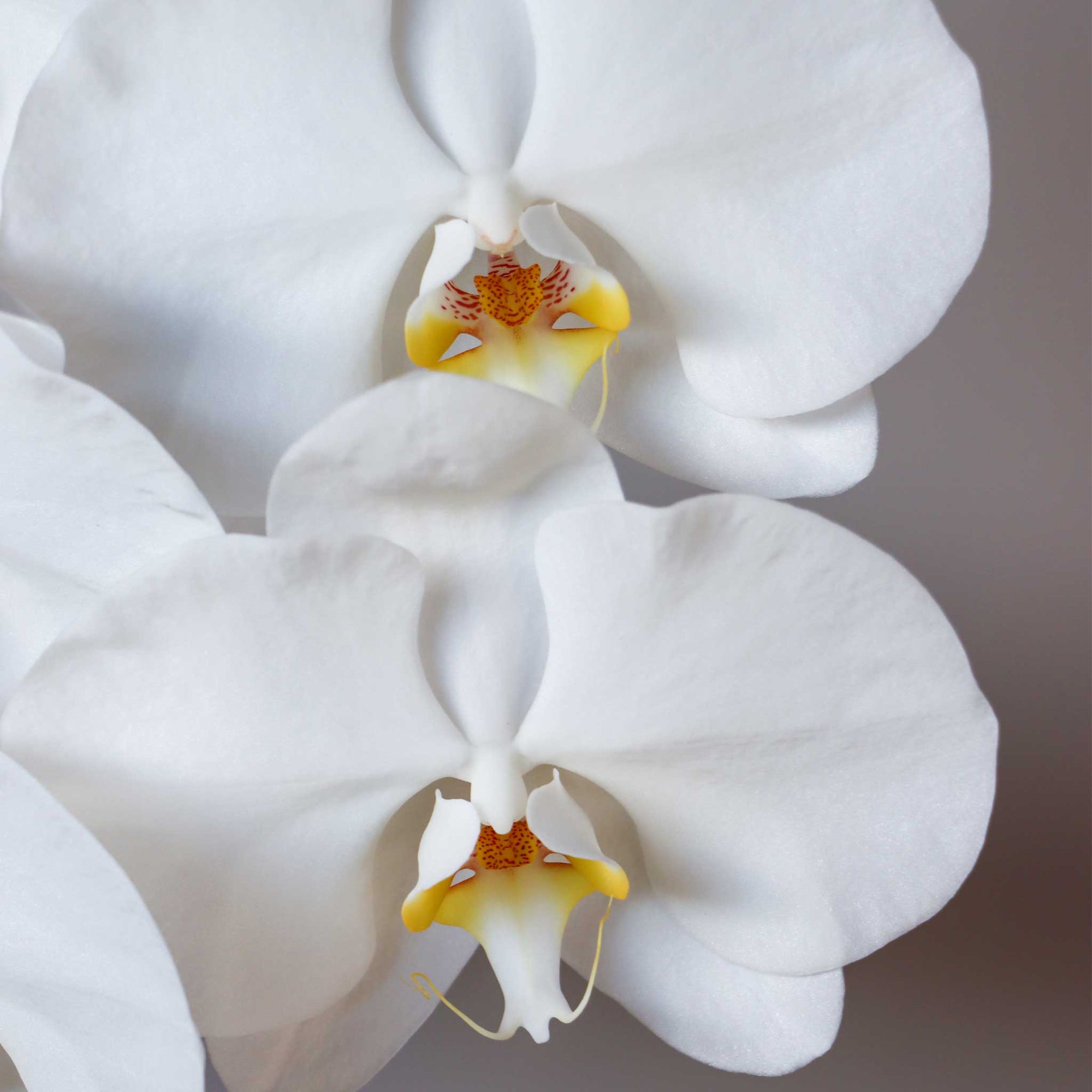 Phalaenopsis Cut Flower White